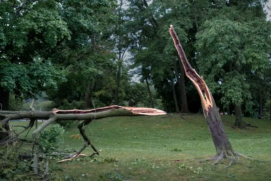 A split tree in a park, showing damage likely from a recent storm.