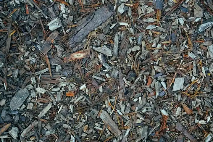 How to properly mulch your trees for better health