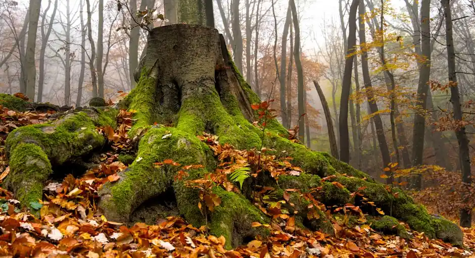 A scenic autumn forest featuring a moss-covered stump surrounded by fallen leaves.