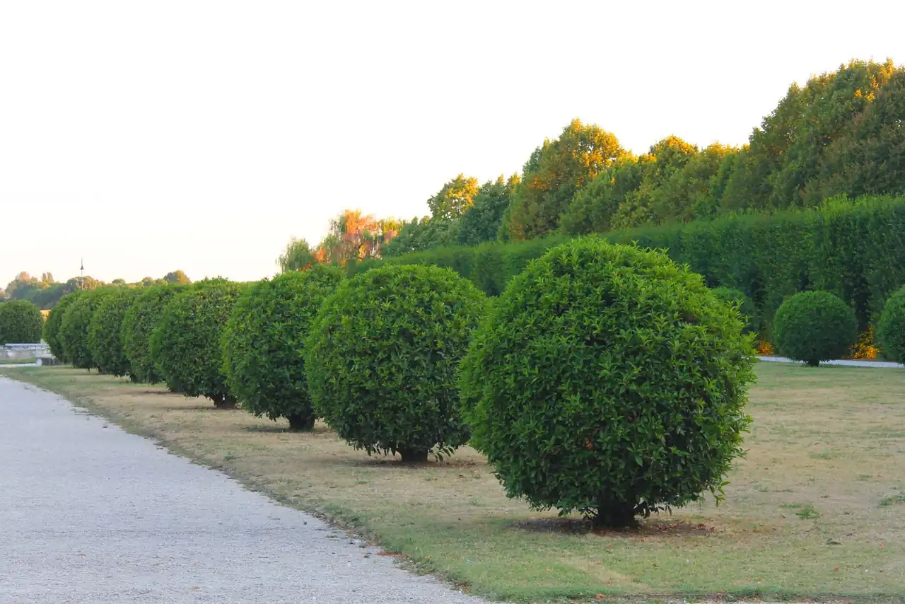 Tree Service in Edison