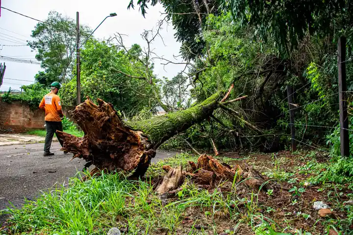 Treeminator Tree Service — your local Tree Service team