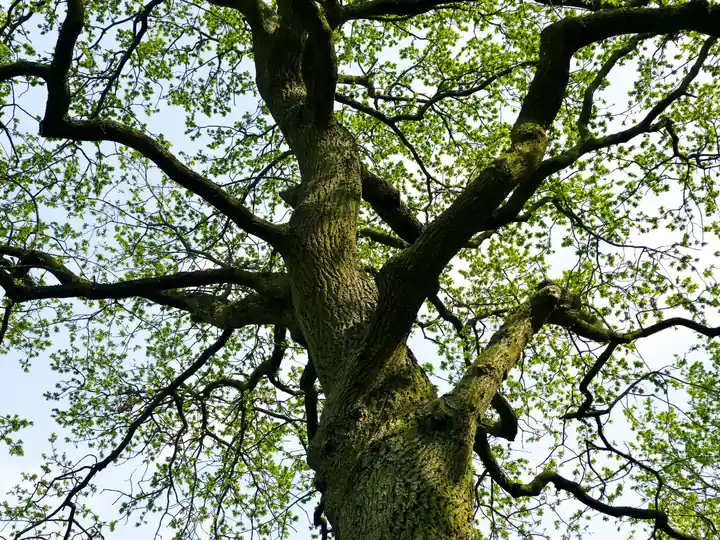 Tree Cabling