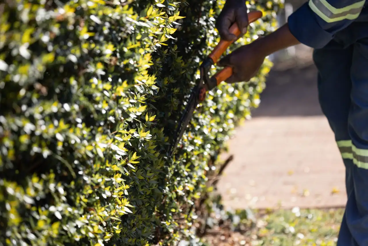 Treeminator Tree Service — Tree Service you can rely on