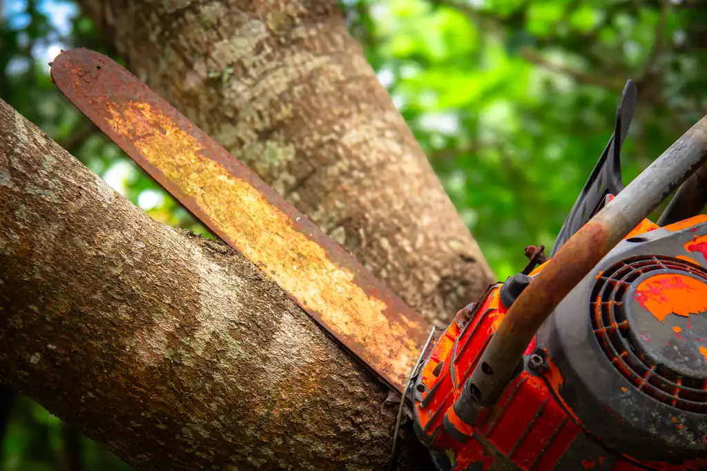 Dependable Tree Service across Metuchen, New Jersey
