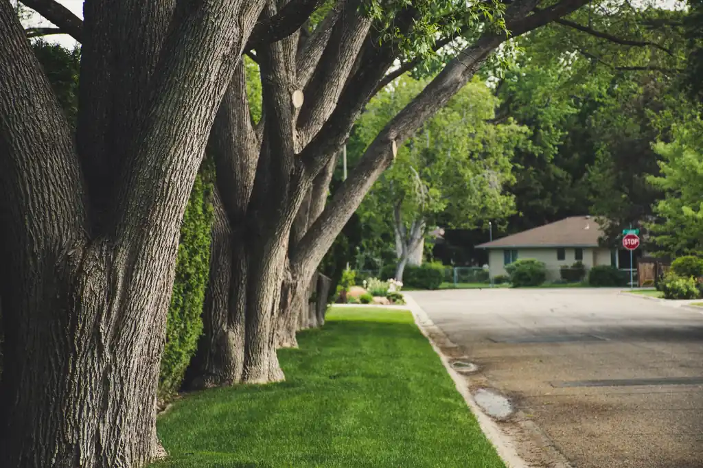 Tree Service in Woodbridge