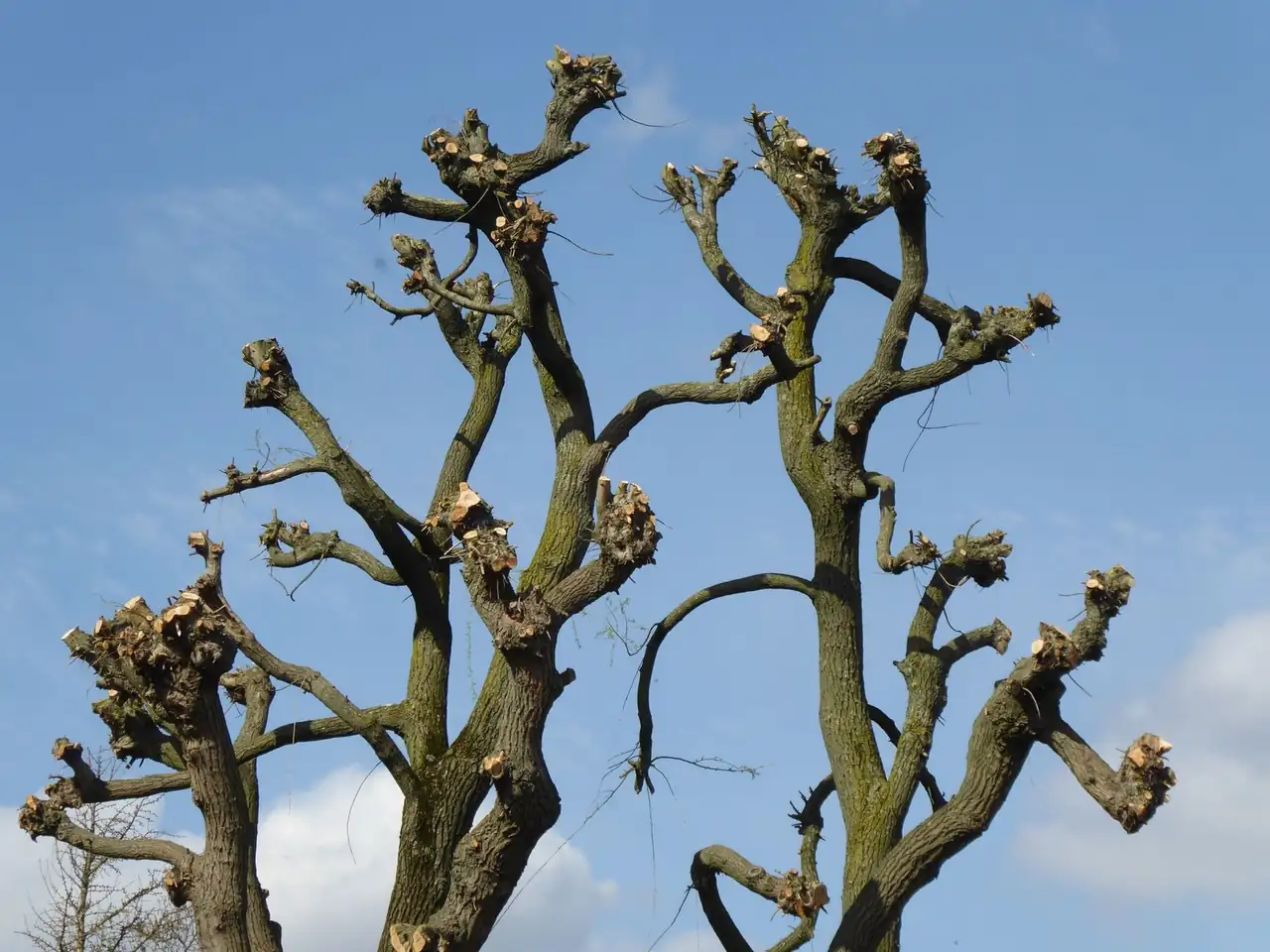 Treeminator Tree Service serving Metuchen, New Jersey
