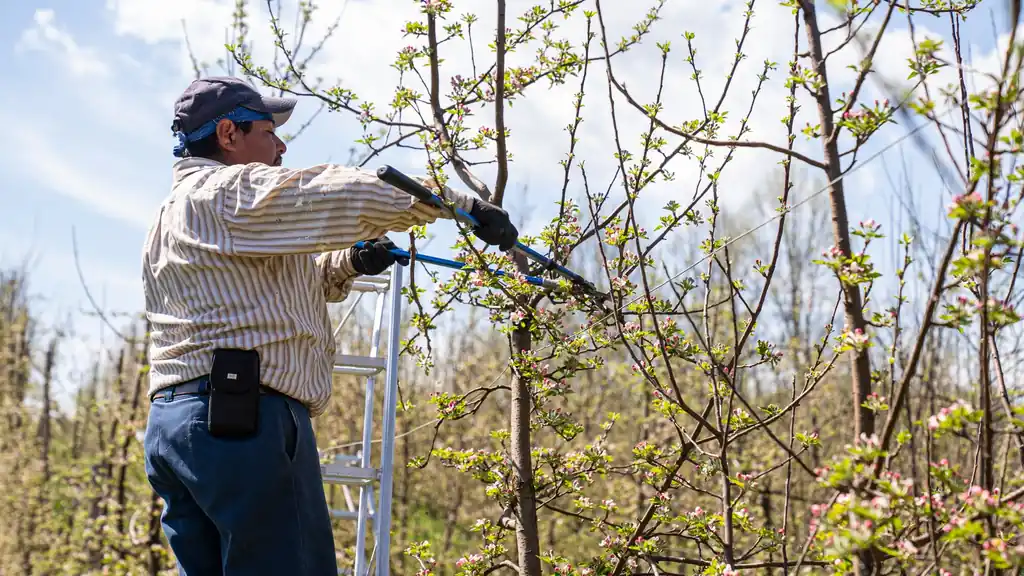Tree Pruning in Metuchen, New Jersey